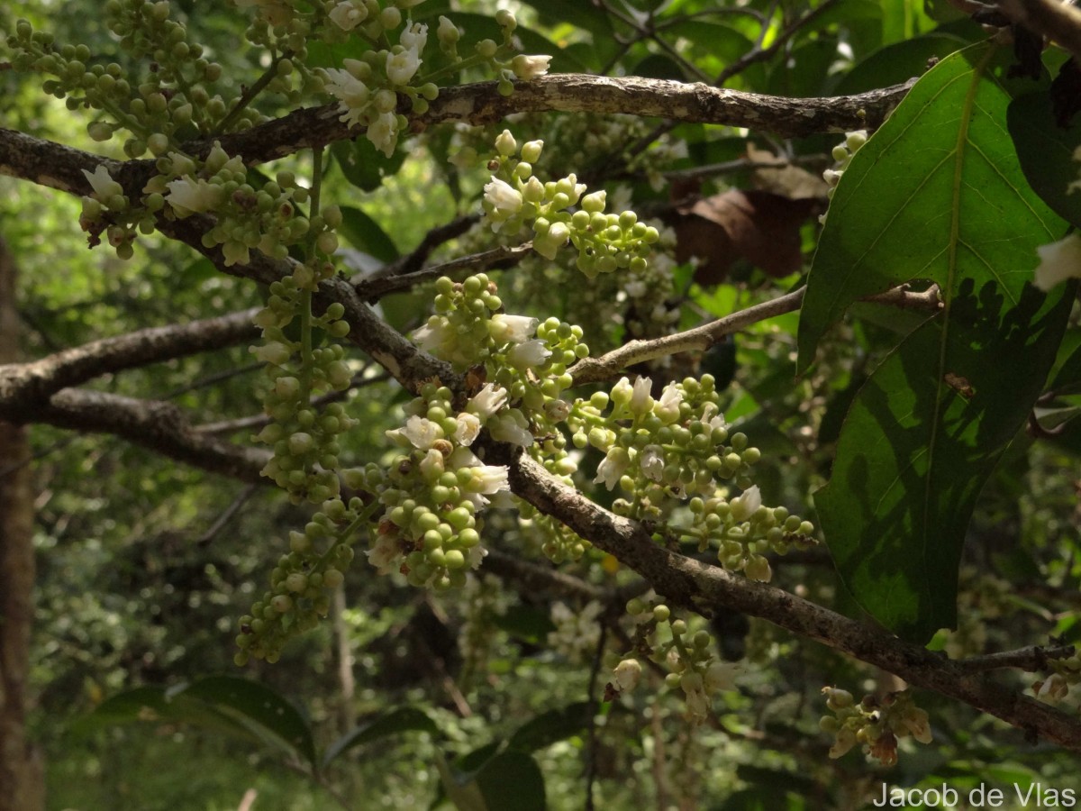 Lepisanthes tetraphylla var. tetraphylla (Vahl) Radlk.
